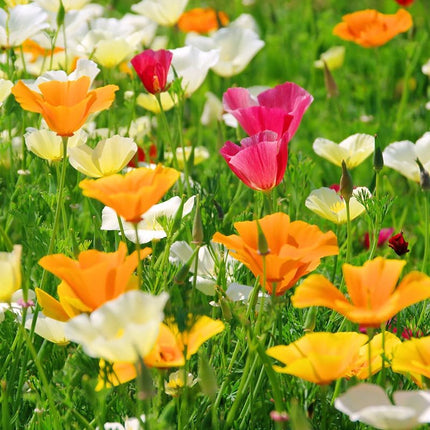Eschscholzia flower mix seeds