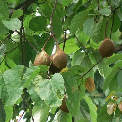 Sterculia alata buddha nut tree seeds (71)