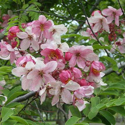 Cassia Nadosa pink shower tree seeds (27)
