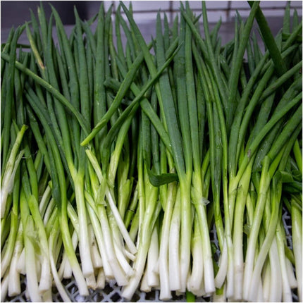Spring Onion open pollinated Seeds
