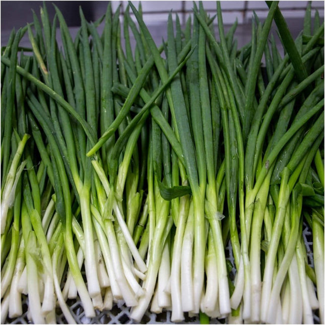 Spring Onion open pollinated Seeds