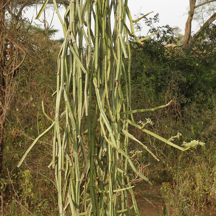 Buy Veldt Grapes (Cissus quadrangularis) Pirandai plant