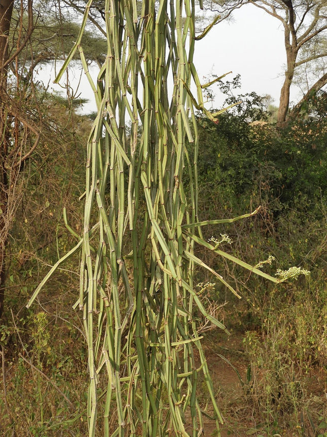 Buy Veldt Grapes (Cissus quadrangularis) Pirandai plant