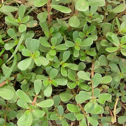 Purslane Paruppu Keerai seeds