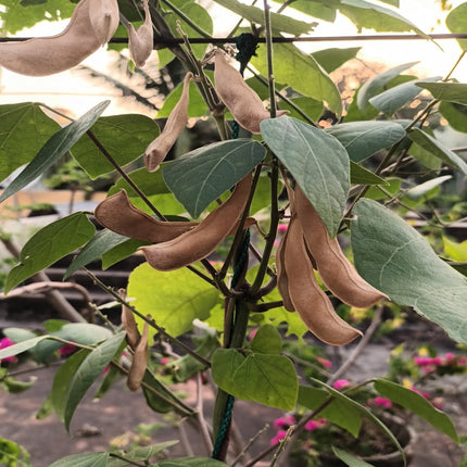Lima Bean Gardening Seeds