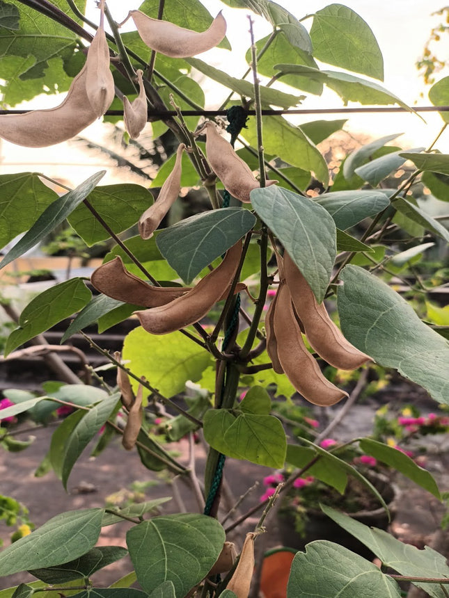 Lima Bean Gardening Seeds