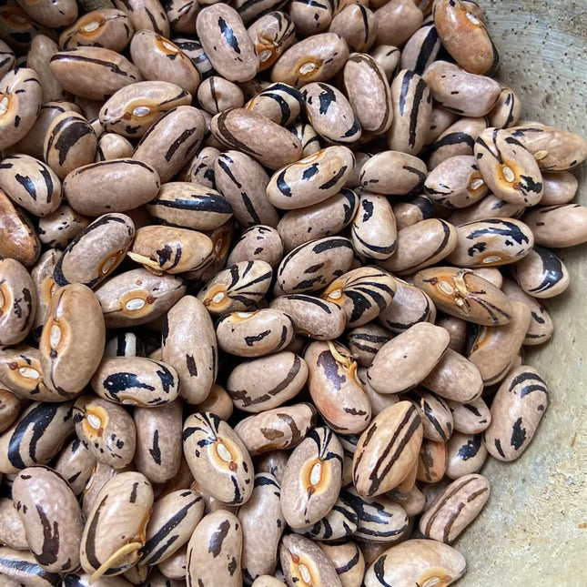 Porter Family Bush Heirloom Bean Seeds