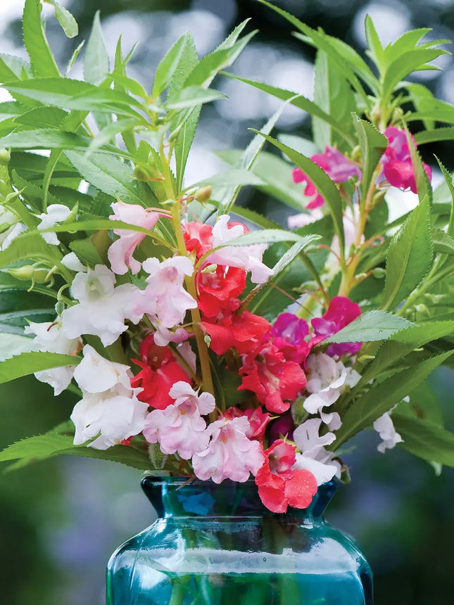 Balsam Tom Thumb Mixed Premium Flower Seeds-Easy To Grow