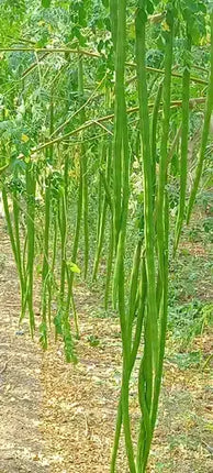 Srilanka native Drumstick Jaffna Yazhpana moringa seeds