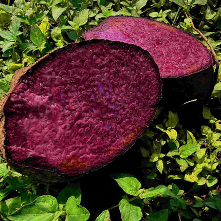 Purple Yam Seeds – High Yield Native Tubers | HOOGA Seeds