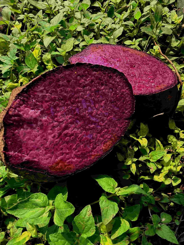 Purple Yam Seeds – High Yield Native Tubers | HOOGA Seeds