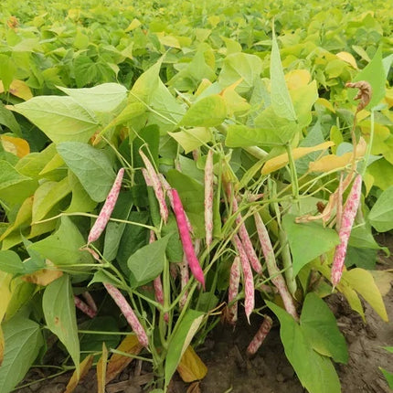Lima Bean Gardening Seeds