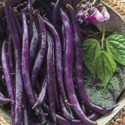 Purple Bush Bean Heirloom Gardening Seeds