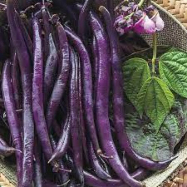 Purple Bush Bean Heirloom Gardening Seeds