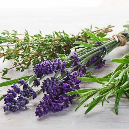 Rosemary Aromatic Herb Gardening seeds