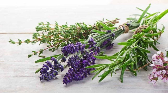 Rosemary Aromatic Herb Gardening seeds