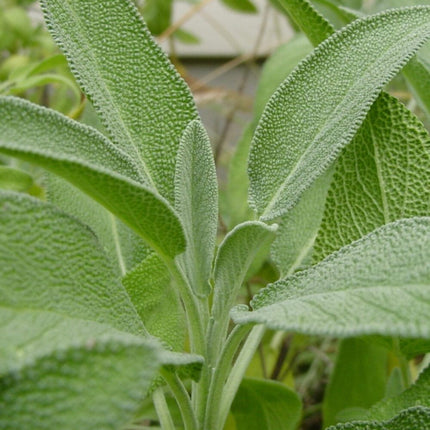 Sage Aromatic herb gardening seeds