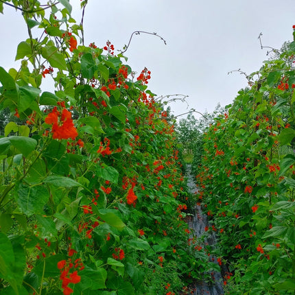 Heirloom Scarlet Runner Bean gardening Seeds
