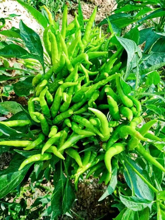 Surajmukhi Cluster Chilli open Pollinated Seeds