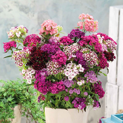 Sweet William Mix Flower Seeds – Open Pollinated,Organic,Non-GMO