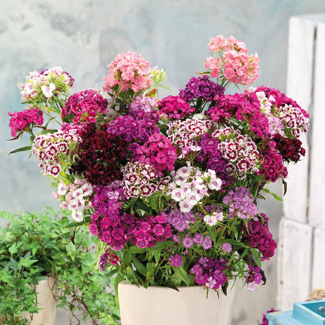Sweet William Mix Flower Seeds – Open Pollinated,Organic,Non-GMO