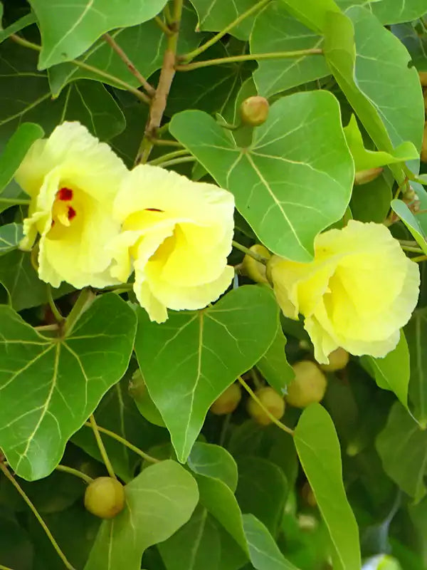 Thespesia populnea Indian Tulip tree seeds (87)