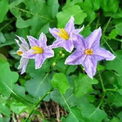 Thoothuvalai Keerai Solanum Trilobatum seeds