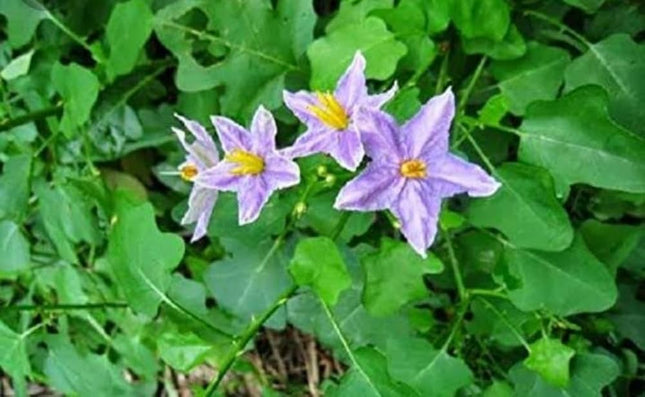 Thoothuvalai Keerai Solanum Trilobatum seeds