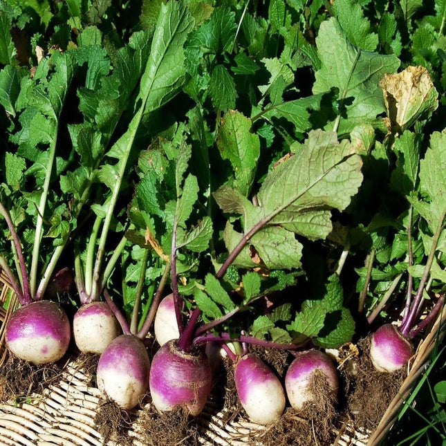 Purple Top White Turnip OP seeds