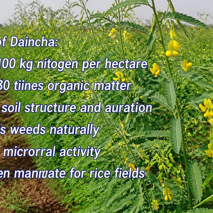Daincha Seeds for healthier soil