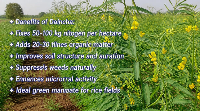 Daincha Seeds for healthier soil