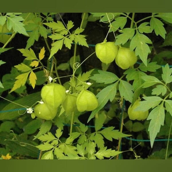 Balloon Vine mudakathan keerai leafy vegetable seeds