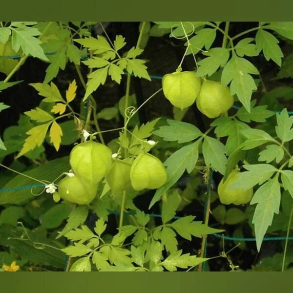 Balloon Vine mudakathan keerai leafy vegetable seeds