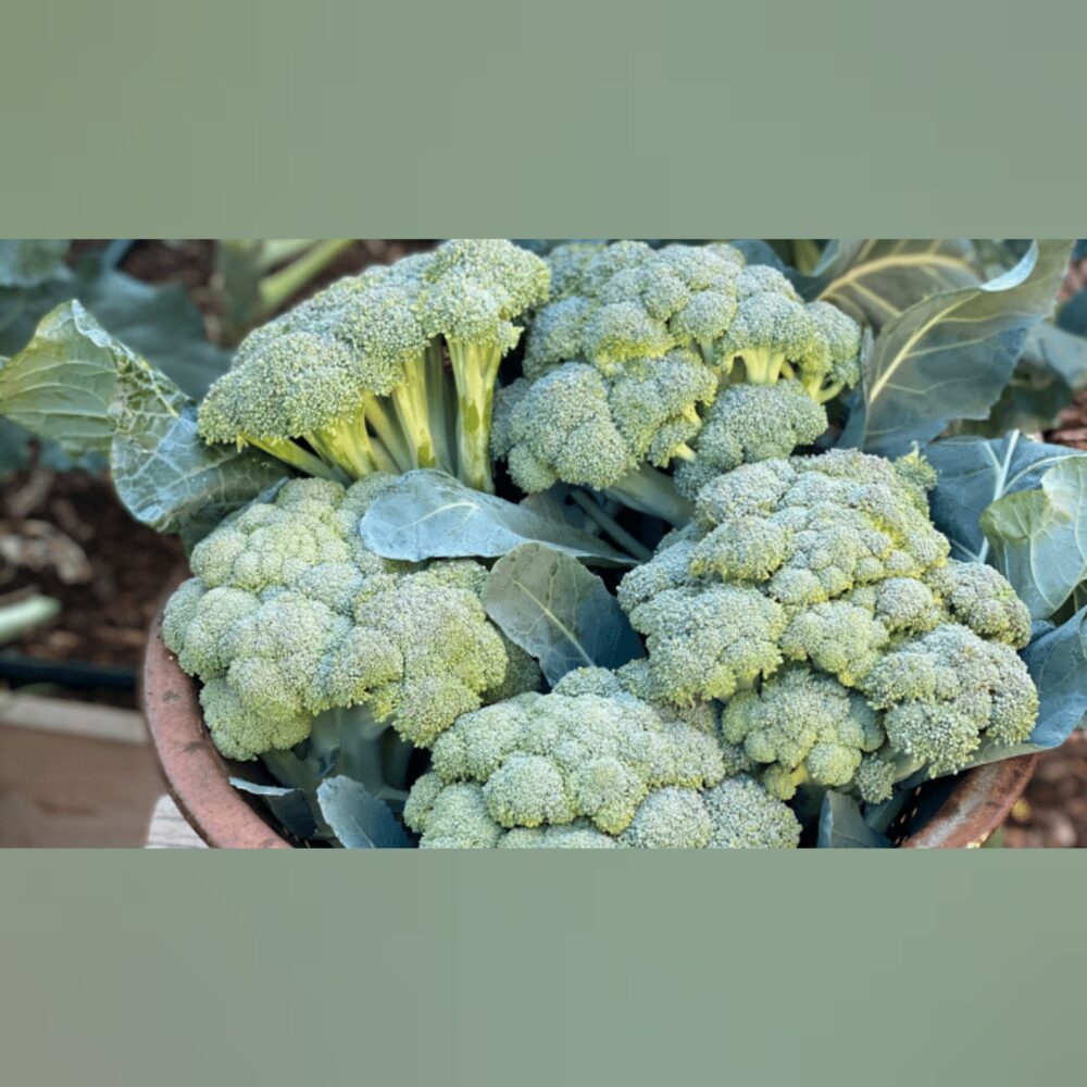 cauliflower