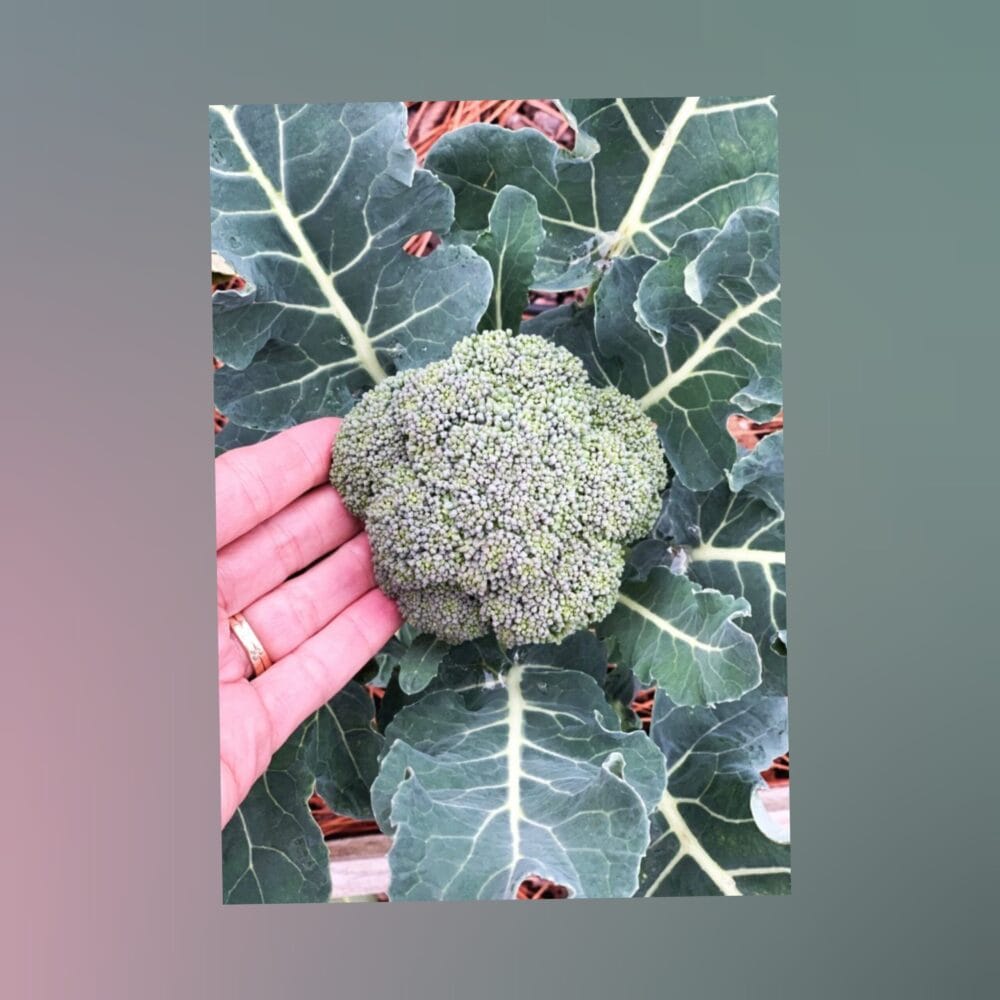 cauliflower