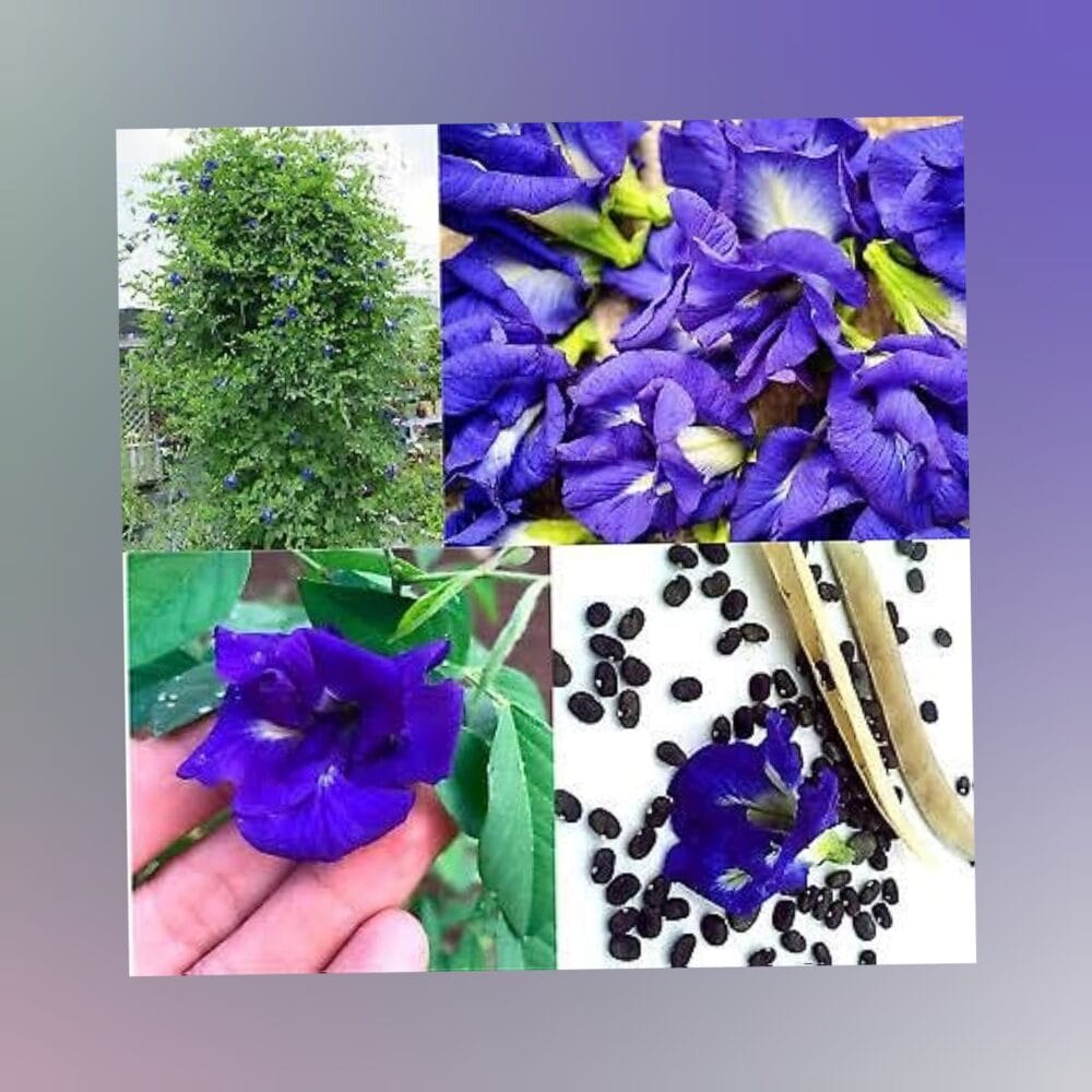 ButterFly Pea Blue Single Petal Aparajitha flower Seeds