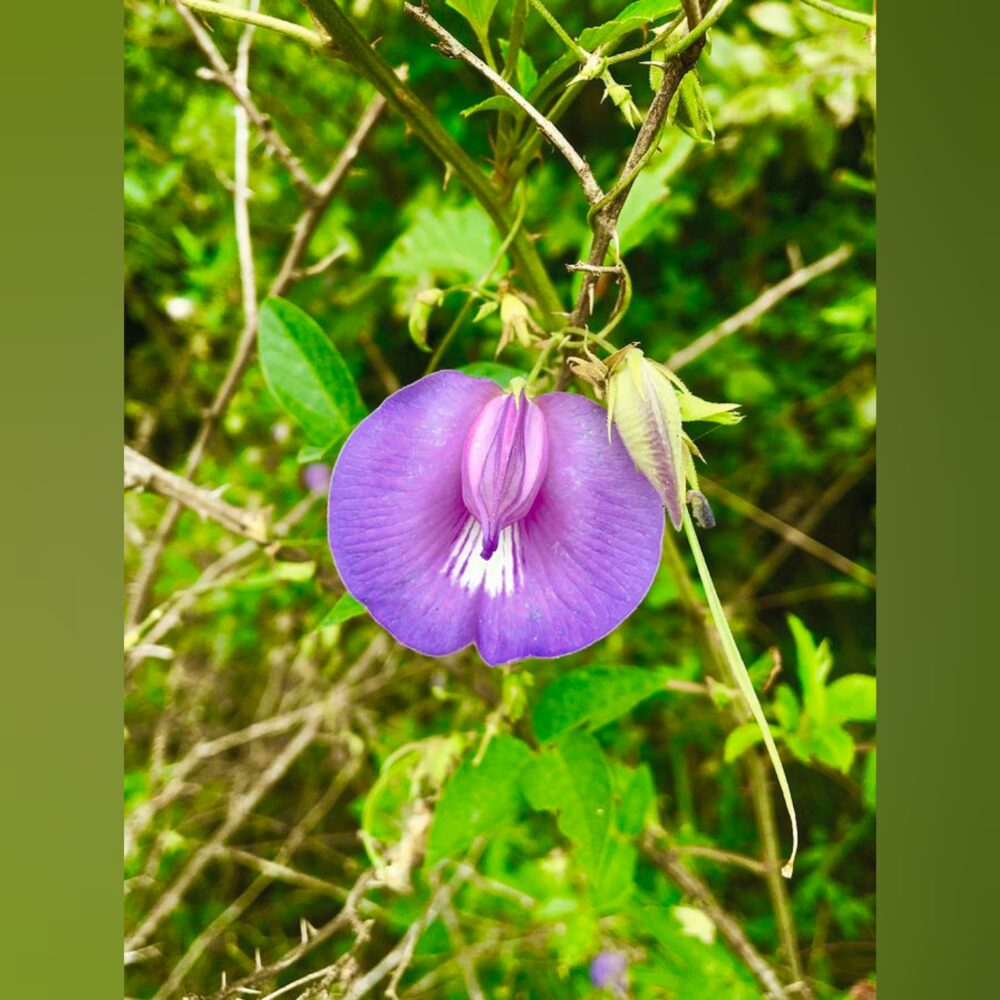 ButterFly Pea Purple