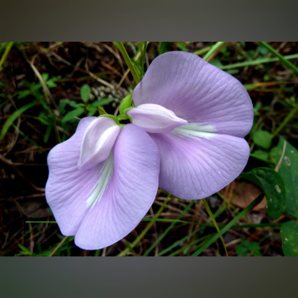 ButterFly Pea Purple