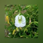 ButterFly Pea White Aparajitha flower seeds