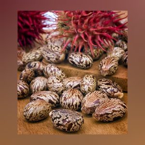 Premium castor seeds
