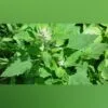 White Goosefoot Chakravarthi Keerai seeds