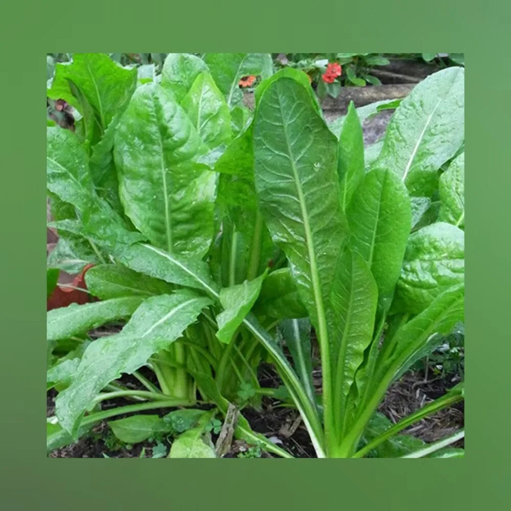 Chicory Greens Kaasini Keerai leafy vegetable seeds