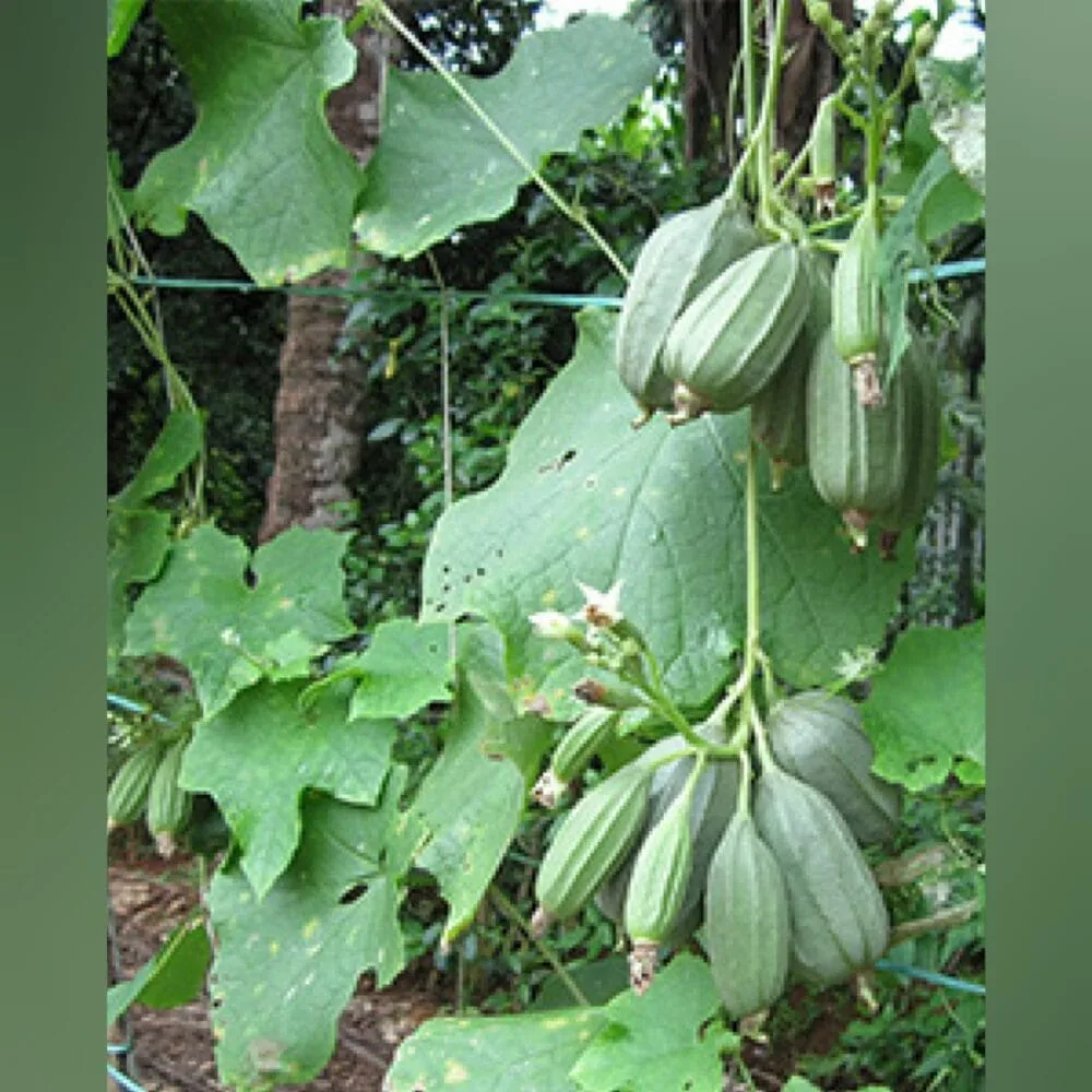 Cluster Ridgegourd vegetable Seeds