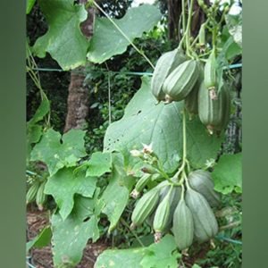 Cluster Ridgegourd vegetable Seeds