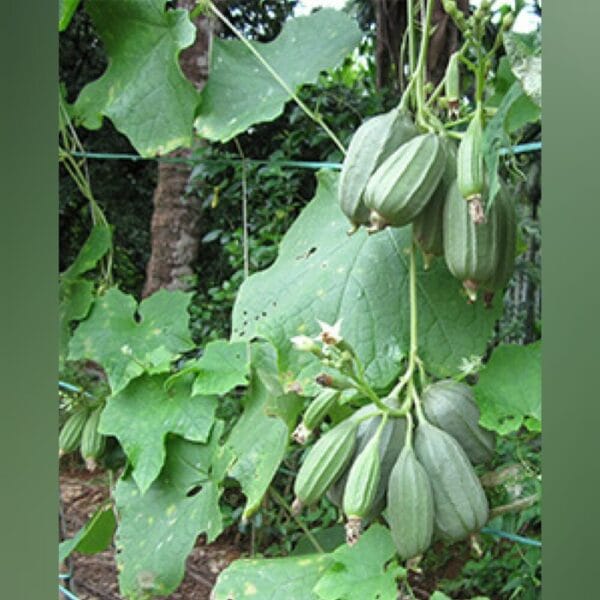 Cluster Ridgegourd vegetable Seeds