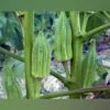 Heirloom Star of David Okra Seeds