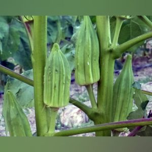 Heirloom Star of David Okra Seeds