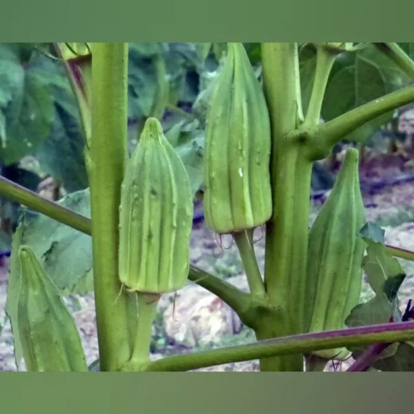 Heirloom Star of David Okra Seeds