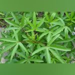 Gongura Green leaves vegetable seeds