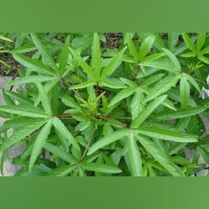 Gongura Green leaves vegetable seeds